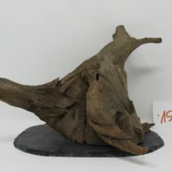 XL Scaper Wurzel 21x18x18 Traumwurzel #1593 Auf Schiefer