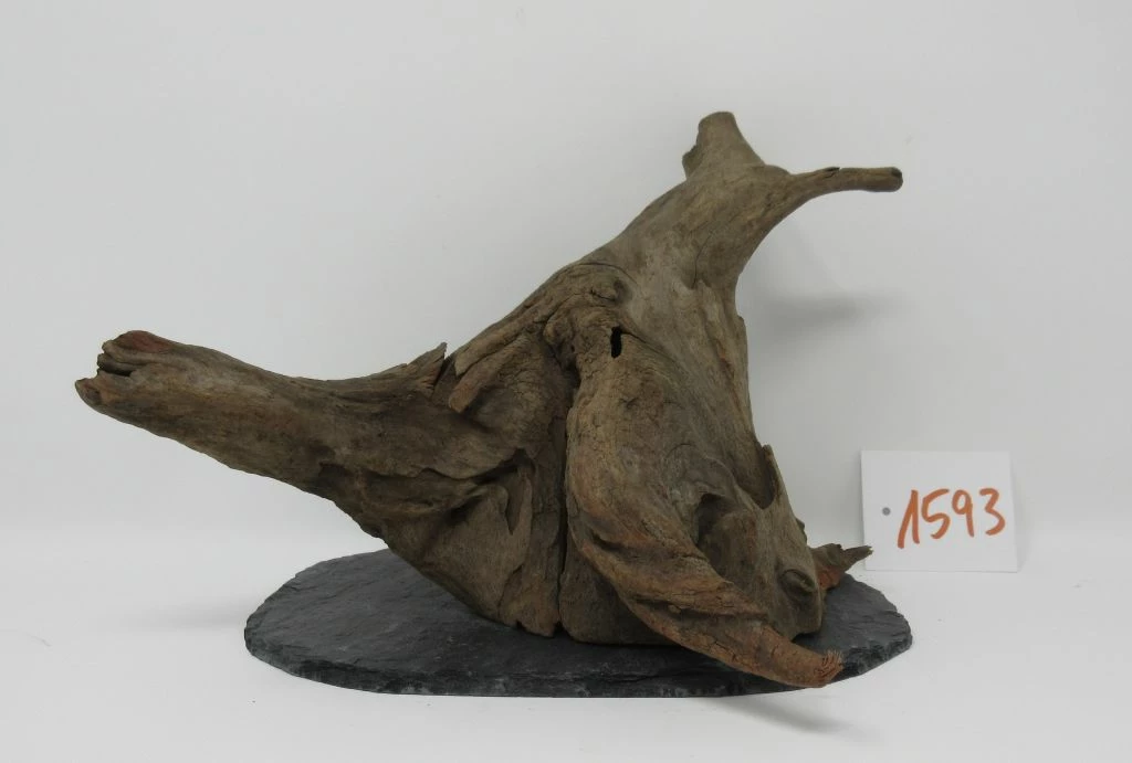 XL Scaper Wurzel 21x18x18 Traumwurzel #1593 Auf Schiefer 3 XL Scaper Wurzel 21x18x18 Traumwurzel #1593 Auf Schiefer