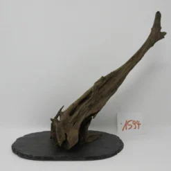 XL Scaper Wurzel 26x24x13 Traumwurzel #1594 Auf Schiefer