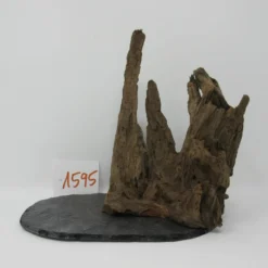 XL Scaper Wurzel 22x20x15 Traumwurzel #1595 Auf Schiefer