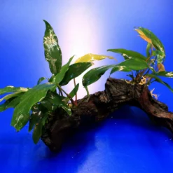 2 X Kleines Speerblatt Auf Schöner Mopani-Wurzel / Anubias Barteri Var. Glabra - Minima