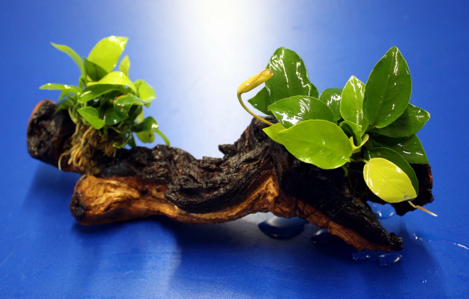 2 X Goldenes Zwergspeerblatt Auf Schöner Mopani-Wurzel / Anubias Nana GOLD 3 2 X Goldenes Zwergspeerblatt Auf Schöner Mopani-Wurzel / Anubias Nana GOLD