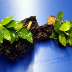 2 X Goldenes Zwergspeerblatt Auf Schöner Mopani-Wurzel / Anubias Nana GOLD 5 2 X Goldenes Zwergspeerblatt Auf Schöner Mopani-Wurzel / Anubias Nana GOLD -Hobby Verkäufe W 009wf 1 4