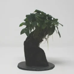 Urwaldbaum KLEIN Mbuna Mit Anubia Nana/Zwergspeerblatt Ca. 20-25 Cm