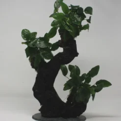 Urwaldbaum GROß Mbuna Mit Anubia Nana/Zwergspeerblatt Ca. 40-45 Cm