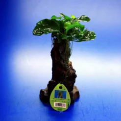 Dennerle Urwaldbaum Mbuna KLEIN Mit Anubia Nana 6 Dennerle Urwaldbaum Mbuna KLEIN Mit Anubia Nana -Hobby Verkäufe W MB01D 1 2