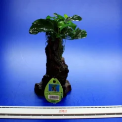 Dennerle Urwaldbaum Mbuna KLEIN Mit Anubia Nana 7 Dennerle Urwaldbaum Mbuna KLEIN Mit Anubia Nana -Hobby Verkäufe W MB01D 1 3