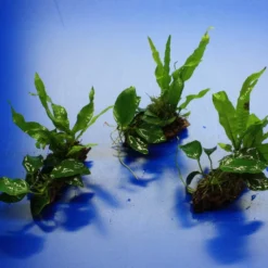 Nano Wood Mit Javafarn, Zwerg-Speerblatt (Anubia) + Javamoos -Hobby Verkäufe W NW01D 1 2