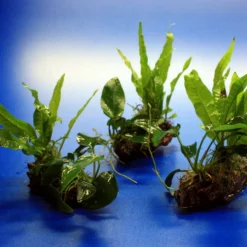 Nano Wood Mit Javafarn, Zwerg-Speerblatt (Anubia) + Javamoos -Hobby Verkäufe W NW01D 1 3