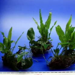 Nano Wood Mit Javafarn, Zwerg-Speerblatt (Anubia) + Javamoos -Hobby Verkäufe W NW01D 1 4