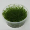 XL In-Vitro Krabi Moss / Vesicularia Montagnei 'Krabi', Moos -Hobby Verkäufe XK DZ 1 1