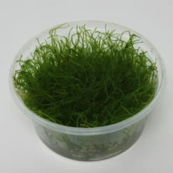 XL In-Vitro Krabi Moss / Vesicularia Montagnei 'Krabi', Moos