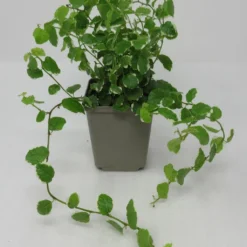 Weiß-Grüne Kletterfeige / Ficus Pumila Variegata