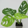 Geschlitztes Fensterblatt / Monstera Adansonii -Hobby Verkäufe ZT1130wfw 1 1