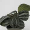 Kanonierblume / Pilea Involucrata Norfolk -Hobby Verkäufe ZT1150wfw 1 1
