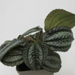 Kanonierblume / Pilea Involucrata Norfolk