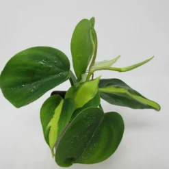 Kletternder Baumfreund "Brasil" / Philodendron Scandens "Brasil"