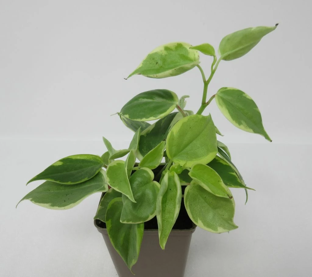 Grün-Weißer Zwergpfeffer / Peperomia Scandens "Variegata" 3 Grün-Weißer Zwergpfeffer / Peperomia Scandens "Variegata"