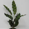 Lanzenblättrige Korbmarante / Calathea Lancifolia -Hobby Verkäufe ZT2010wf 1 1