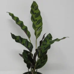 Lanzenblättrige Korbmarante / Calathea Lancifolia
