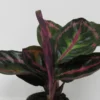 Korbmarante "Dottie" / Calathea Roseopicta "Dottie" -Hobby Verkäufe ZT2020wf 1 1