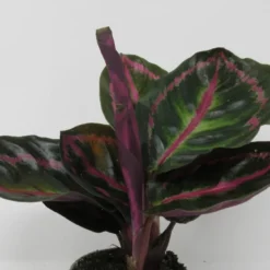 Korbmarante "Dottie" / Calathea Roseopicta "Dottie"