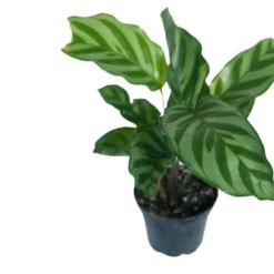 Freddys Korbmarante / Calathea "Freddy"