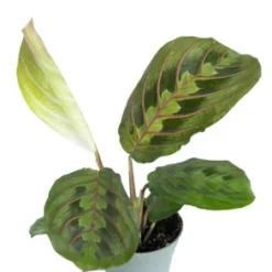 Bunte Pfeilwurz / Maranta Leuconeura "Red Striped"