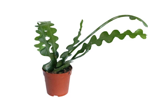 Sägeblattkaktus / Epiphyllum Anguliger 3 Sägeblattkaktus / Epiphyllum Anguliger