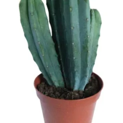 Heidelbeerkaktus / Myrtillocactus Geometrizans