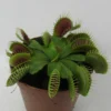 Venusfliegenfalle / Dionaea Muscipula -Hobby Verkäufe ZT5000wf 1 1