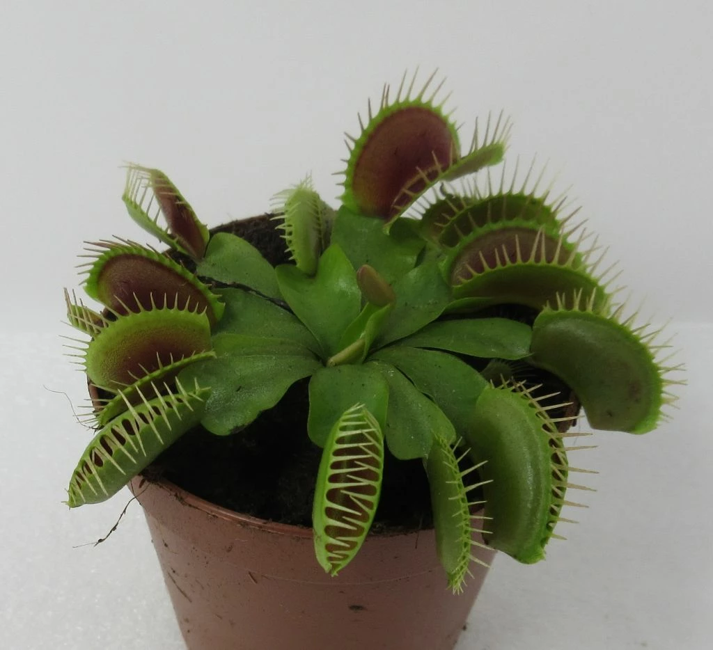 Venusfliegenfalle / Dionaea Muscipula 3 Venusfliegenfalle / Dionaea Muscipula
