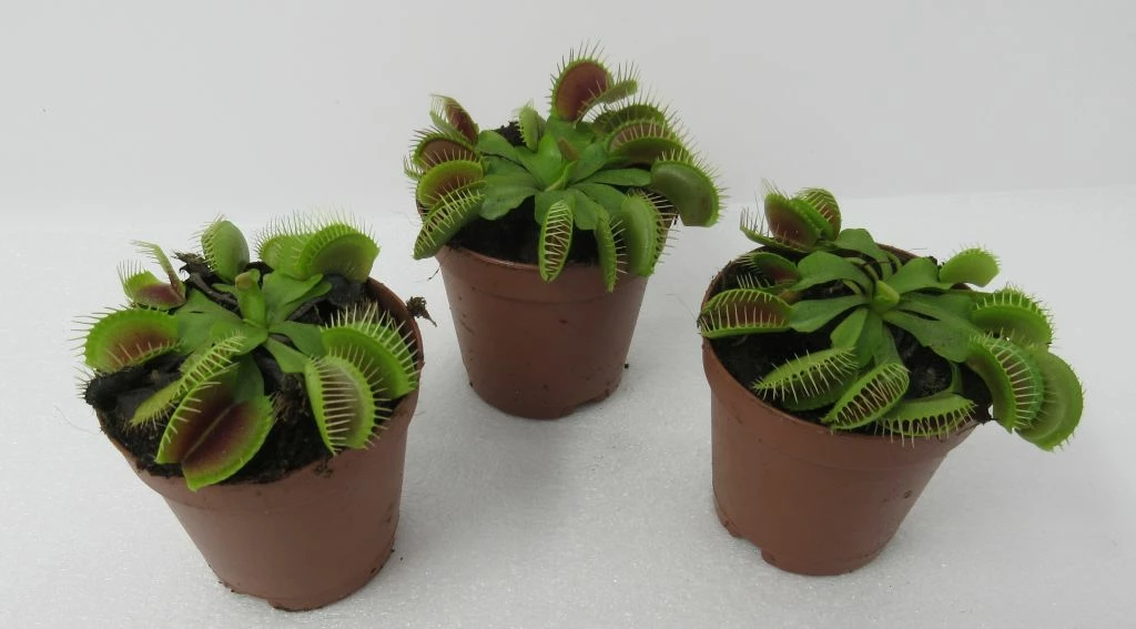 Venusfliegenfalle / Dionaea Muscipula 4 Venusfliegenfalle / Dionaea Muscipula – Bild 2