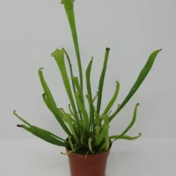 Kleine Schlauchpflanze / Sarracenia Minor