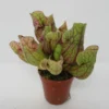 Rote Schlauchpflanze / Sarracenia Purpurea -Hobby Verkäufe ZT5020wf 1 1