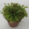 Sonnentau / Drosera Aliciae -Hobby Verkäufe ZT5040wf 1 1
