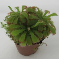 Sonnentau / Drosera Aliciae