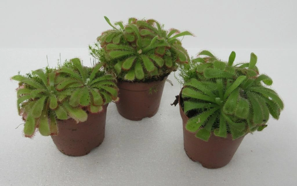 Sonnentau / Drosera Aliciae 3 Sonnentau / Drosera Aliciae – Bild 2