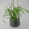 Blumenampel Mit Grünlilie - Hängender Blumentopf Mit Chlorophytum Bichetii -Hobby Verkäufe ZT6000wf 1 1