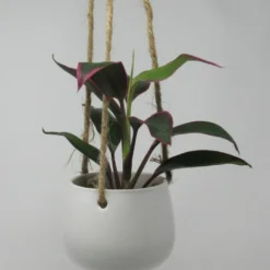 Blumenampel Mit Keulenlilie "red Edge" - Hängender Blumentopf Mit Cordyline Red Edge