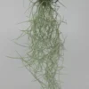 Seeigelgehäuse Mit Tillandsia Usneoides