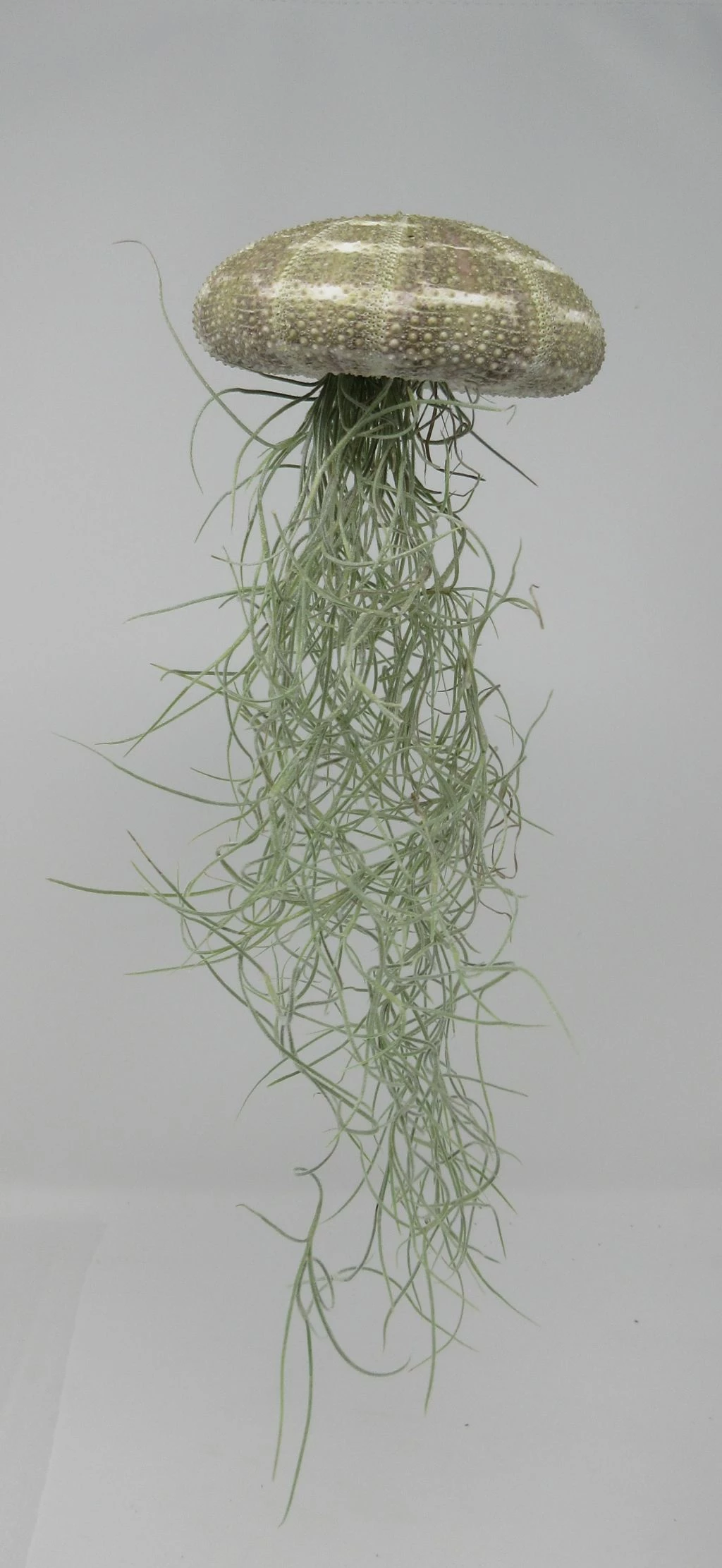 Seeigelgehäuse Mit Tillandsia Usneoides 3 Seeigelgehäuse Mit Tillandsia Usneoides