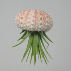 Seeigelgehäuse Mit Tillandsia Ionantha Fuego