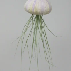 Seeigelgehäuse Mit Tillandsia Juncifolia