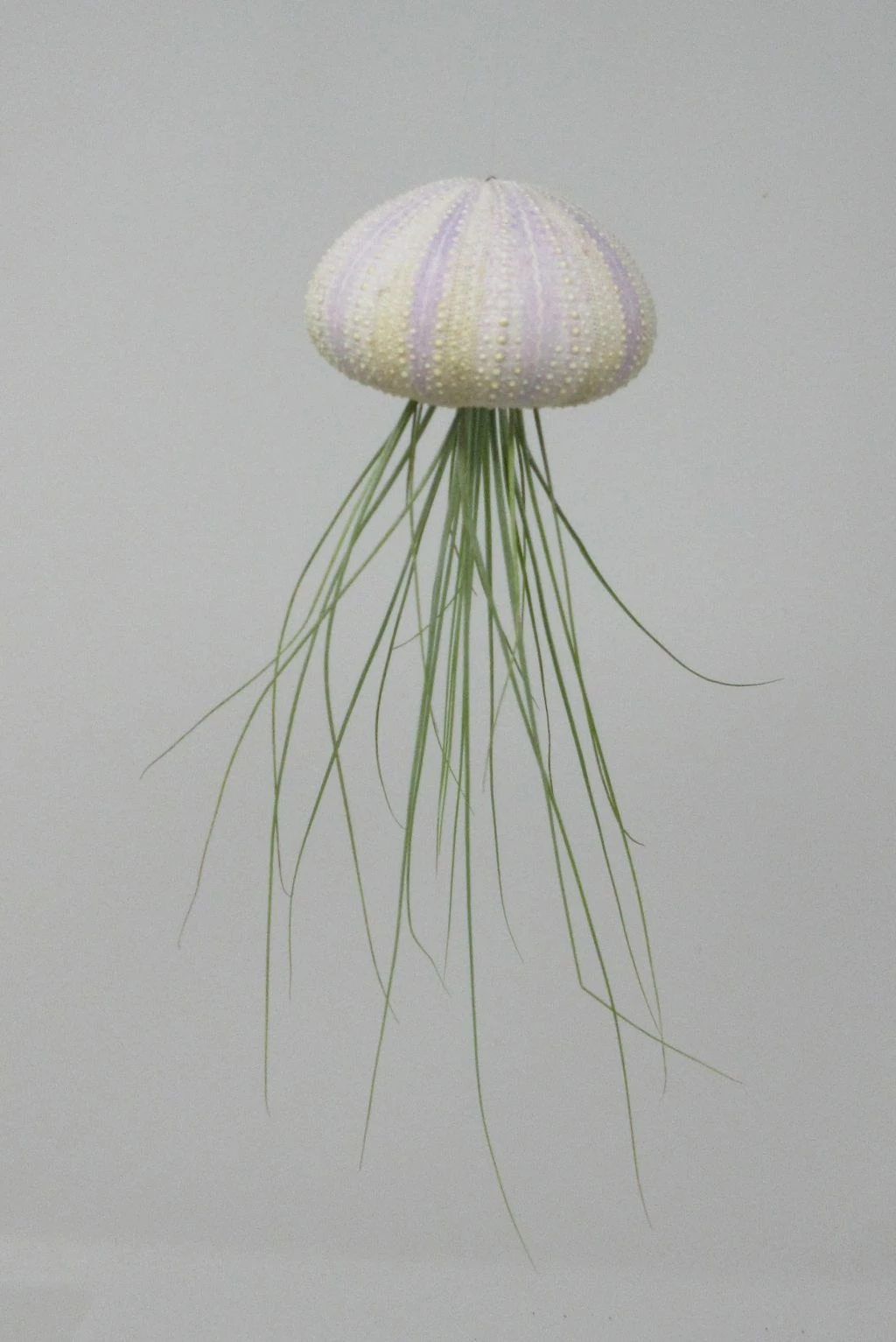 Seeigelgehäuse Mit Tillandsia Juncifolia 3 Seeigelgehäuse Mit Tillandsia Juncifolia