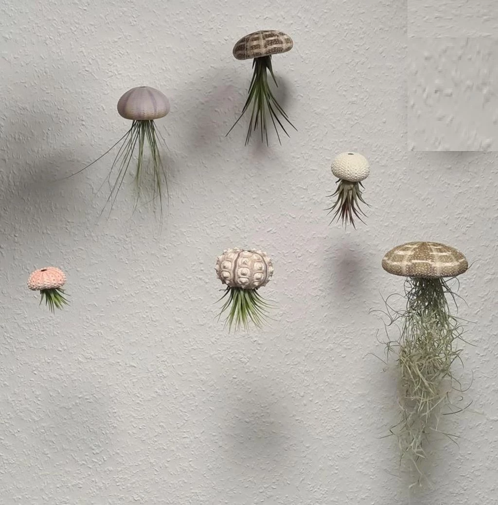 Seeigelgehäuse Mit Tillandsia Juncifolia 4 Seeigelgehäuse Mit Tillandsia Juncifolia – Bild 2