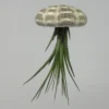 Seeigelgehäuse Mit Tillandsia Tricolor -Hobby Verkäufe ZT7040wf 1 1