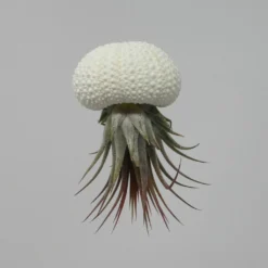 Seeigelgehäuse Mit Tillandsia Ionantha Rosea