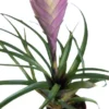 Blaue Tillandsie / Tillandsia Cyanea -Hobby Verkäufe ZT8020wf 1