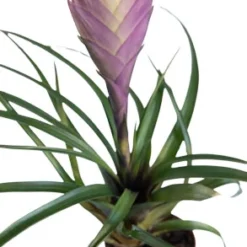 Blaue Tillandsie / Tillandsia Cyanea
